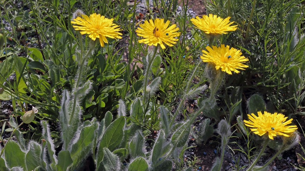 Zottiges Habichtskraut inzwischen an einigen Stellen voll in Blüte ...