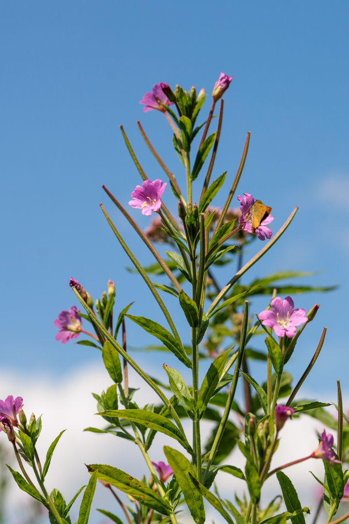 Zottiges Weidenröschen (Epilobium hirsutum)