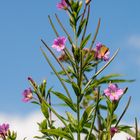 Zottiges Weidenröschen (Epilobium hirsutum)