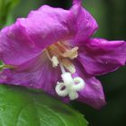 Zottiges Weidenröschen 'Epilobium hirsutum'