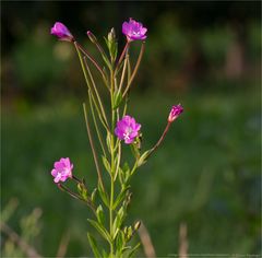 Zottiges Weidenröschen (Epilobium hirsutum)..........