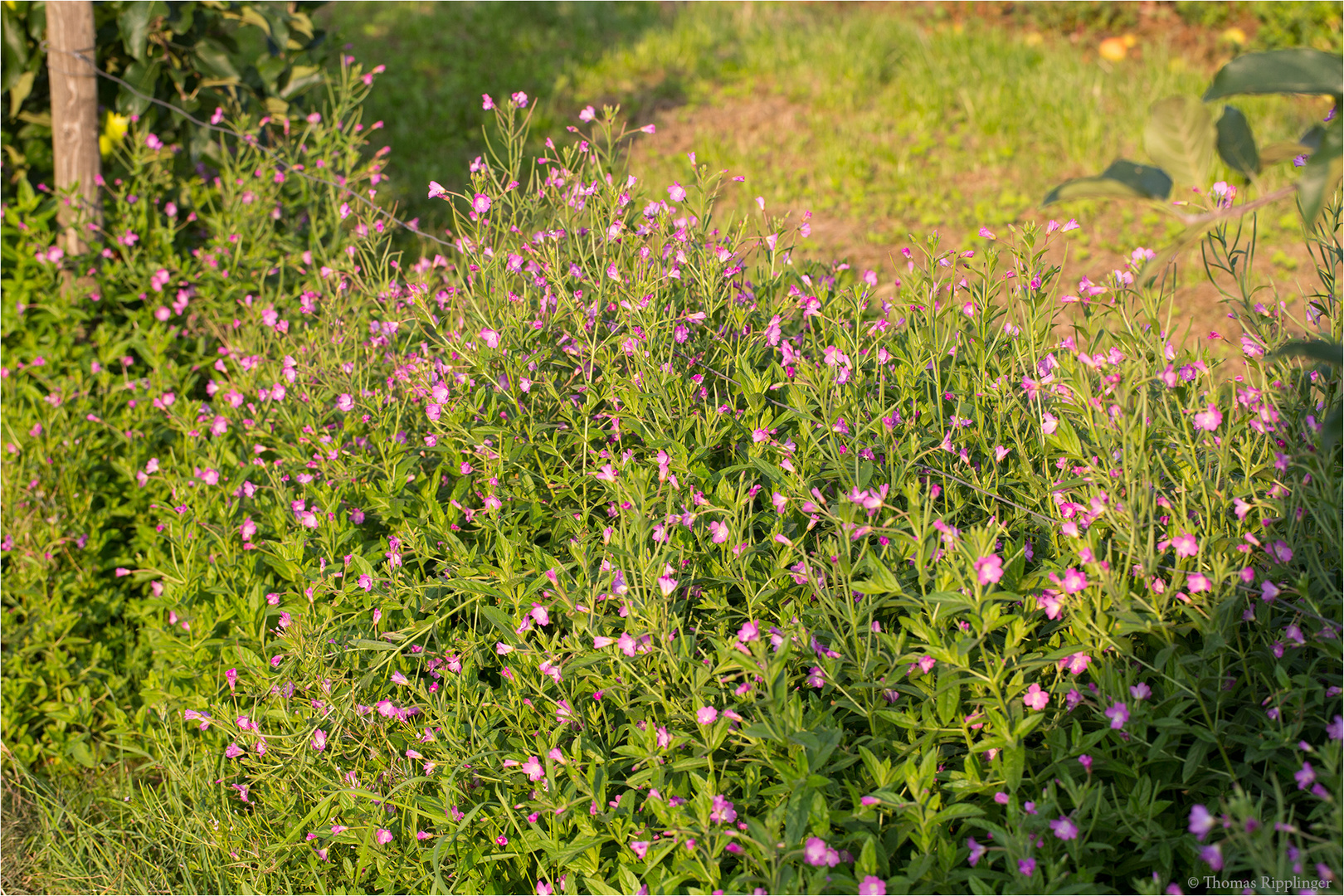 Zottiges Weidenröschen (Epilobium hirsutum)........