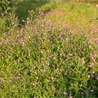 Zottiges Weidenröschen (Epilobium hirsutum)........