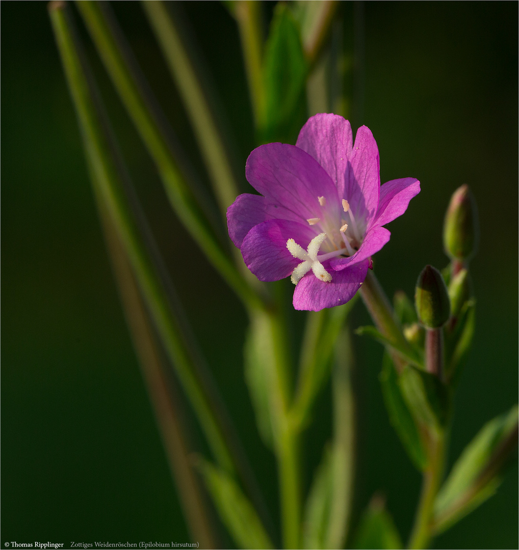 Zottiges Weidenröschen (Epilobium hirsutum).........