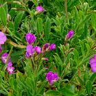 "Zottiges Weidenröschen" (Epilobium hirsutum)