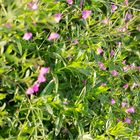 Zottiges Weidenröschen (Epilobium hirsutum) ...