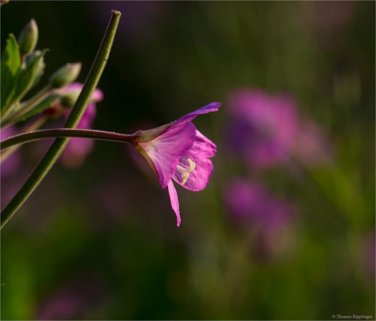 Zottiges Weidenröschen (Epilobium hirsutum) ....