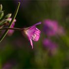 Zottiges Weidenröschen (Epilobium hirsutum) ....