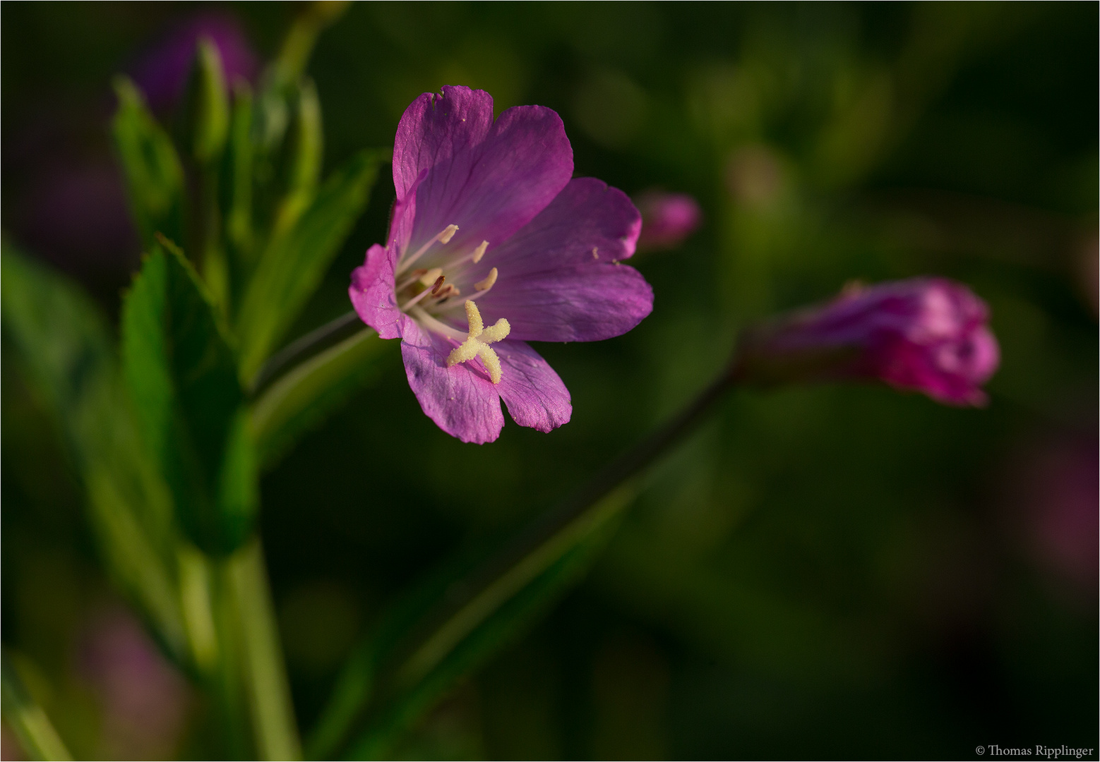 Zottiges Weidenröschen (Epilobium hirsutum)......