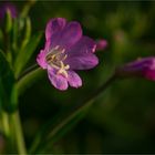 Zottiges Weidenröschen (Epilobium hirsutum)......