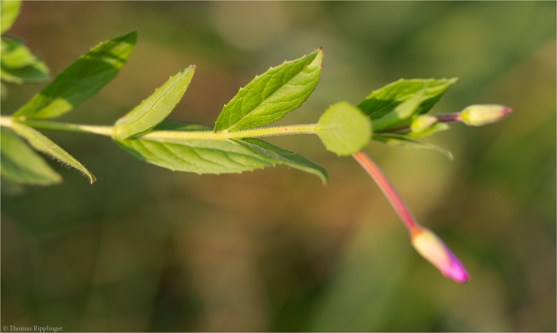 Zottiges Weidenröschen (Epilobium hirsutum)....