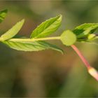 Zottiges Weidenröschen (Epilobium hirsutum)....