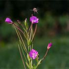 Zottiges Weidenröschen (Epilobium hirsutum) .