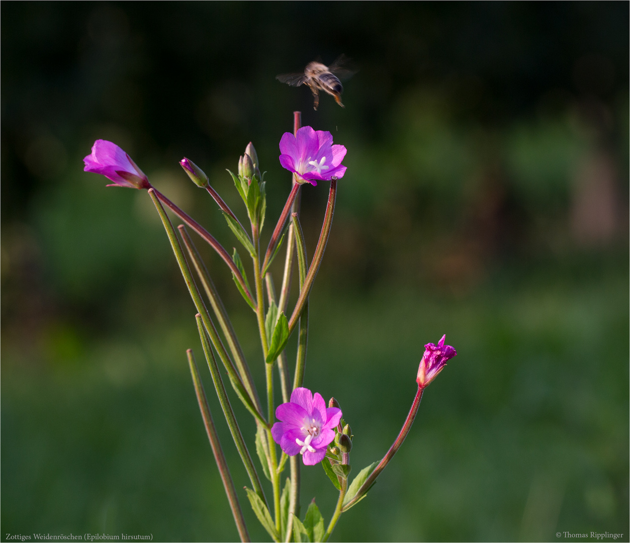 Zottiges Weidenröschen (Epilobium hirsutum) .......