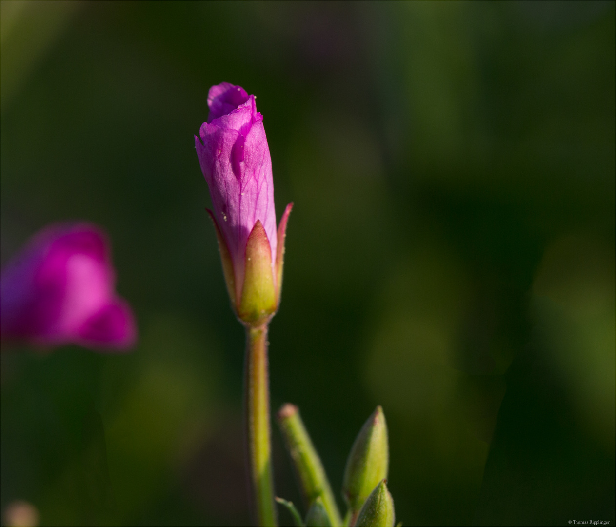 Zottiges Weidenröschen (Epilobium hirsutum) .....