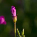 Zottiges Weidenröschen (Epilobium hirsutum) .....