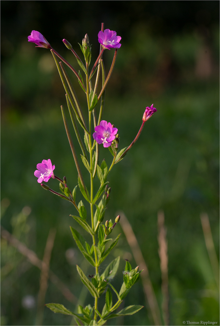 Zottiges Weidenröschen (Epilobium hirsutum)...