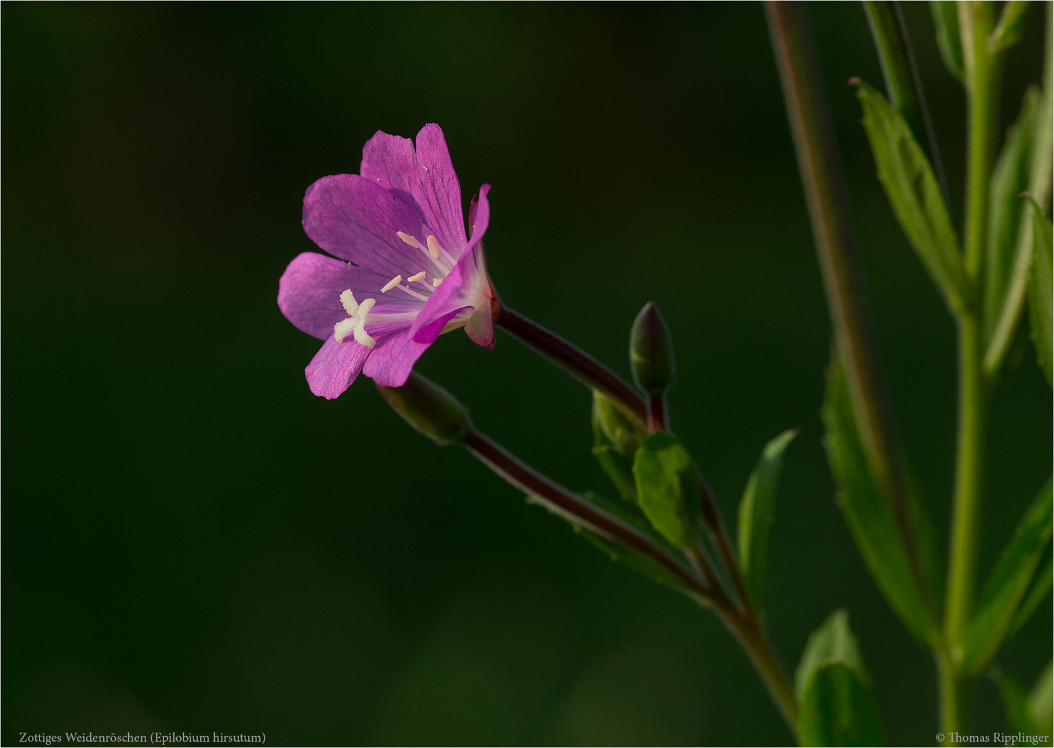 Zottiges Weidenröschen (Epilobium hirsutum) ......