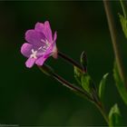 Zottiges Weidenröschen (Epilobium hirsutum) ......