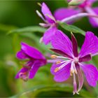 Zottiges Weidenröschen (Epilobium hirsutum) oder Trümmerblume