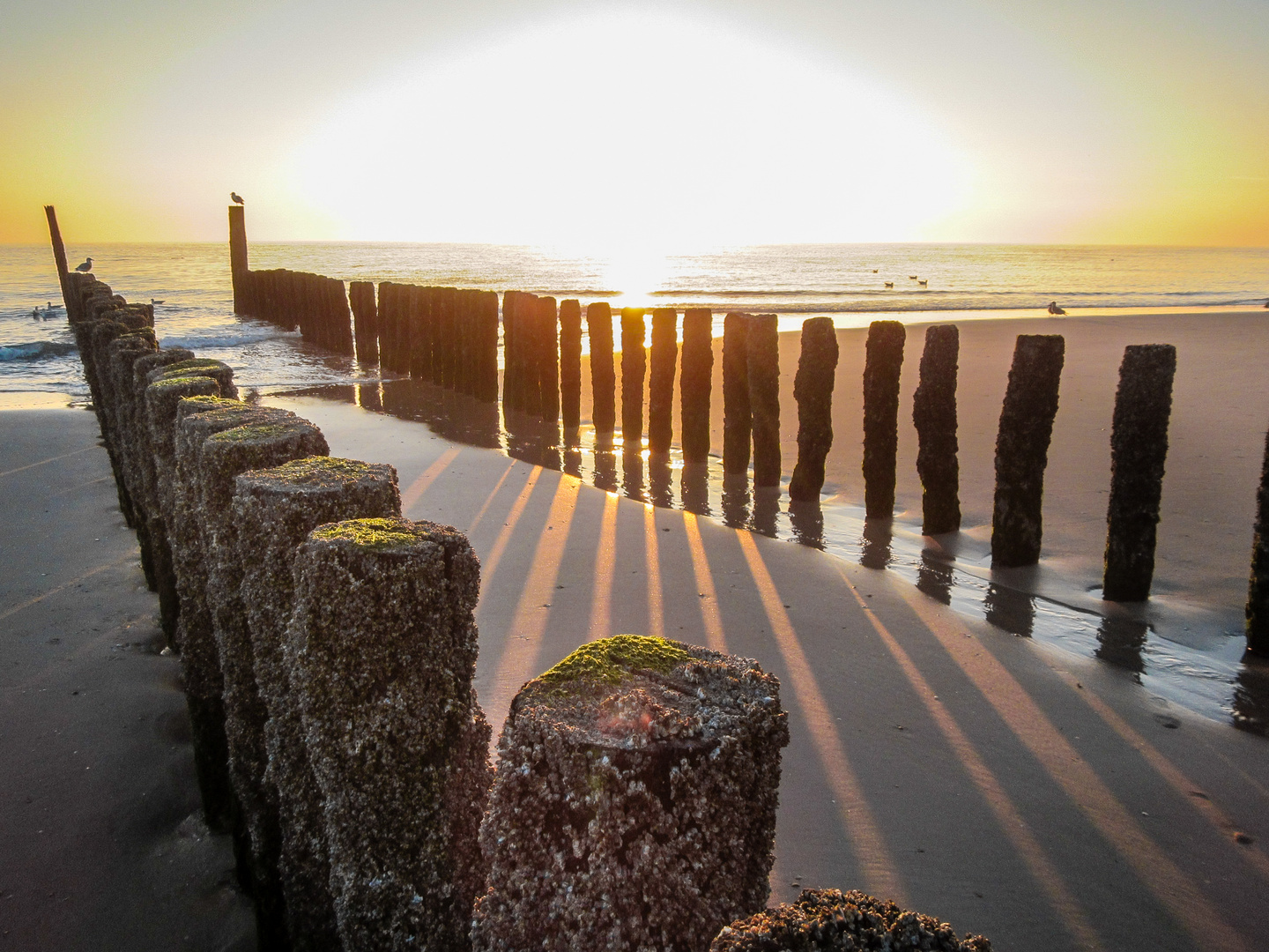 Zoutelande, NL