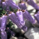 Zoys-Glockenblume (lat. campanula zoysii)