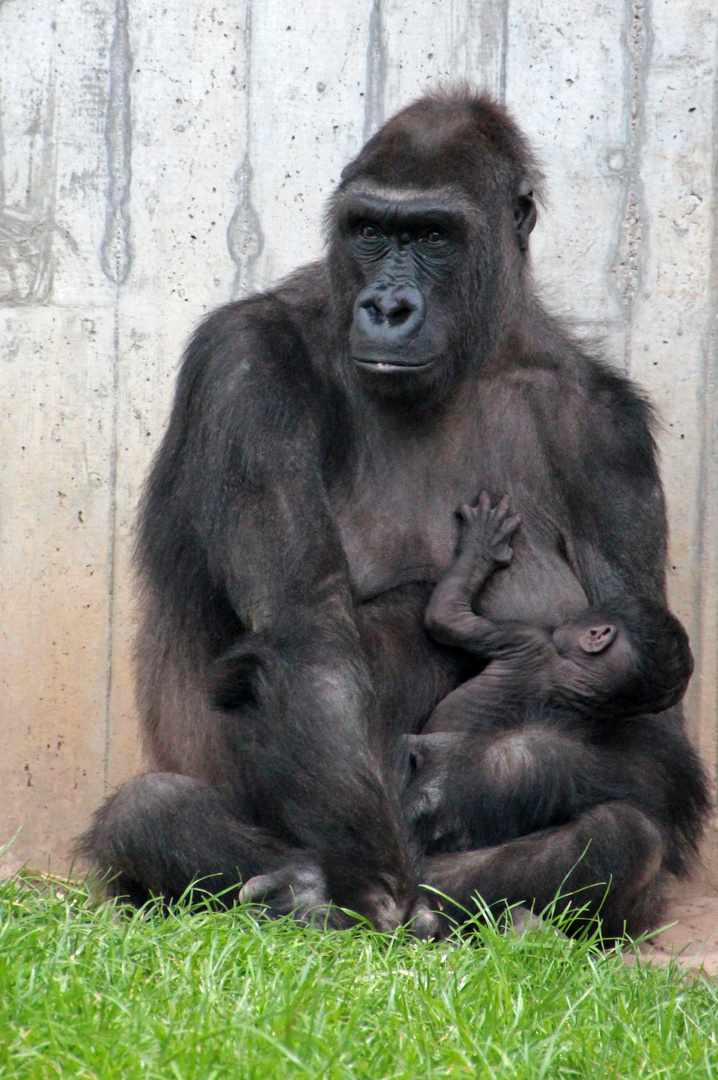 Zsa Zsa und Sohn Kiu