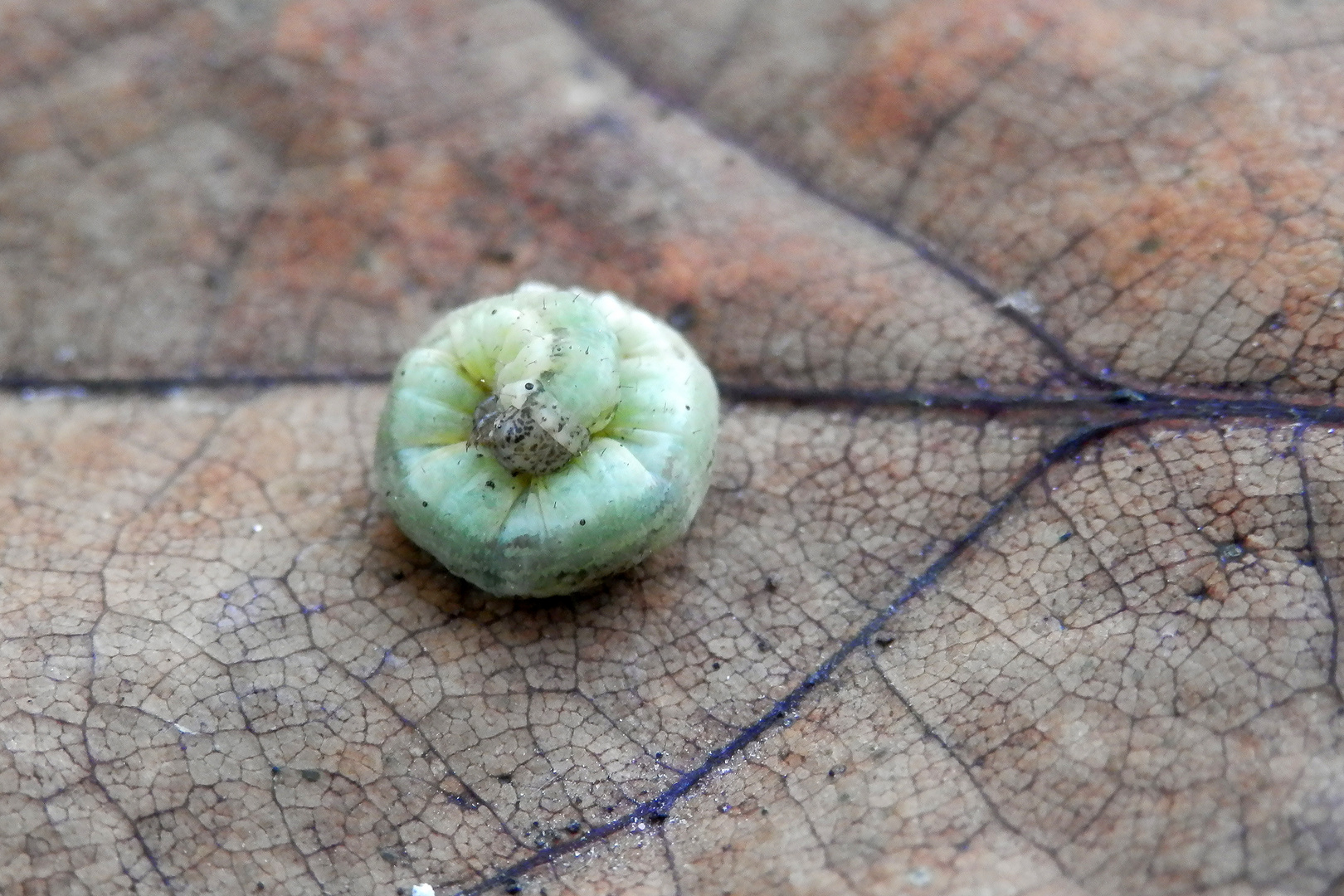 Zsammengerollte Raupe auf einem Blatt