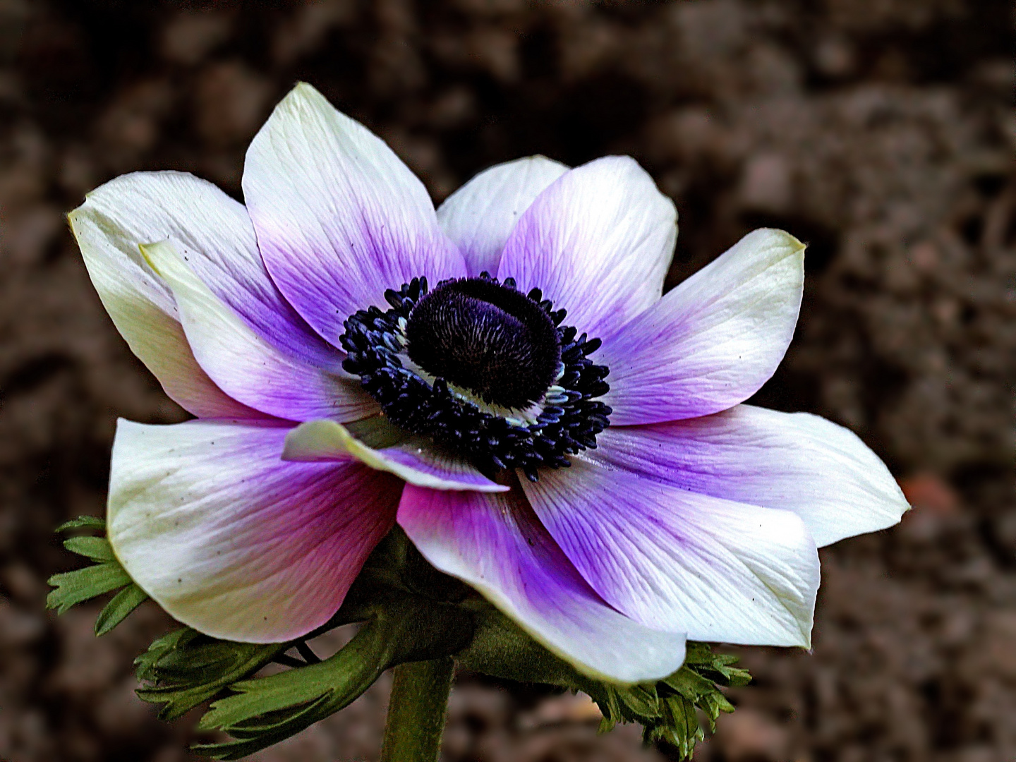 zu ansehen sie sich lohne, die schöne Anemone