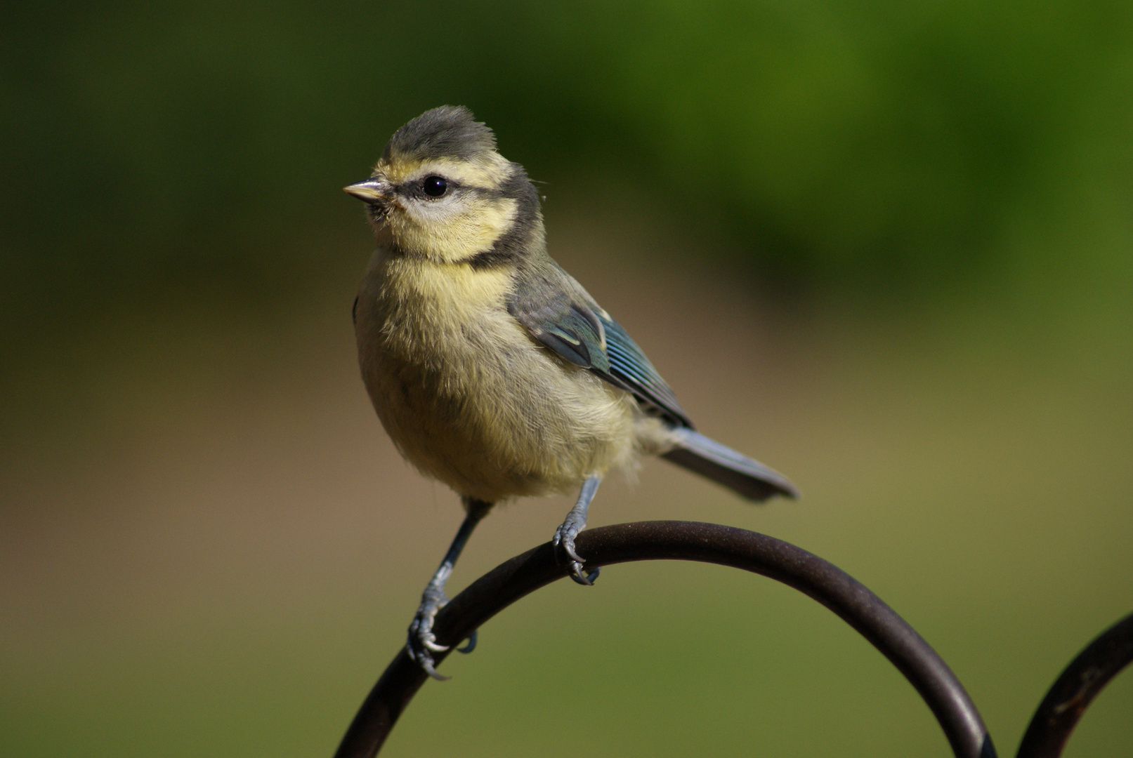 " Zu Besuch "