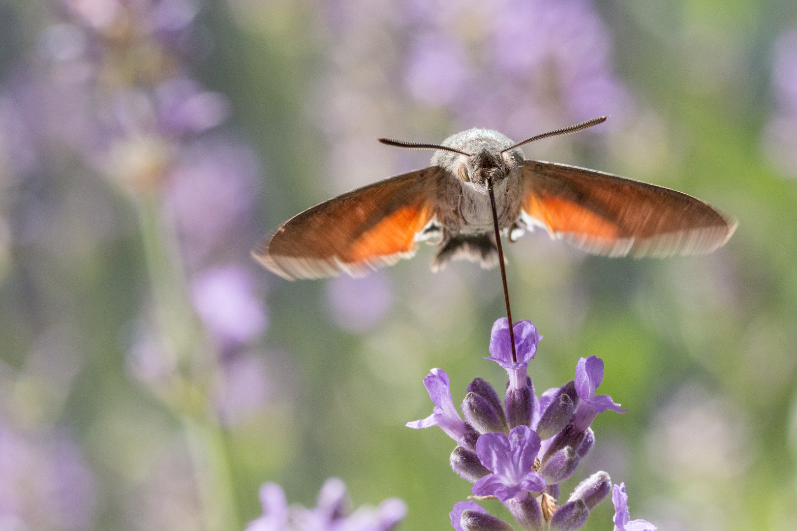 Zu besuch am Lavendel 1