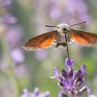 Zu besuch am Lavendel 1