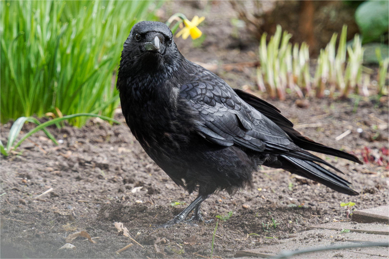 zu Besuch an der Terrasse  .....