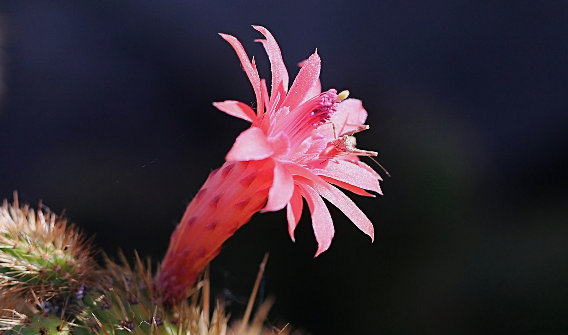 Zu Besuch auf der Blüte