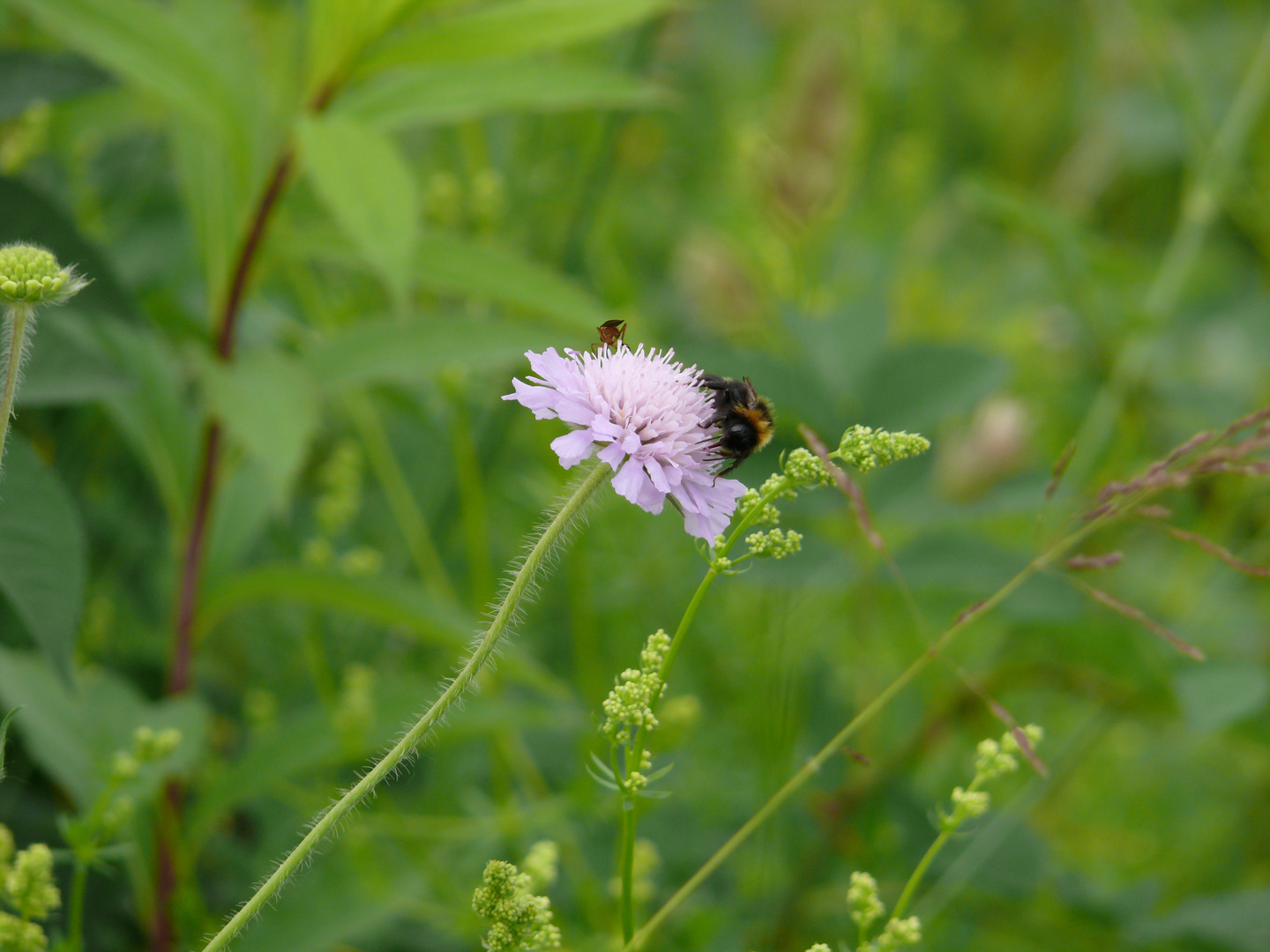 zu Besuch auf der Blüte