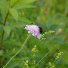 zu Besuch auf der Blüte