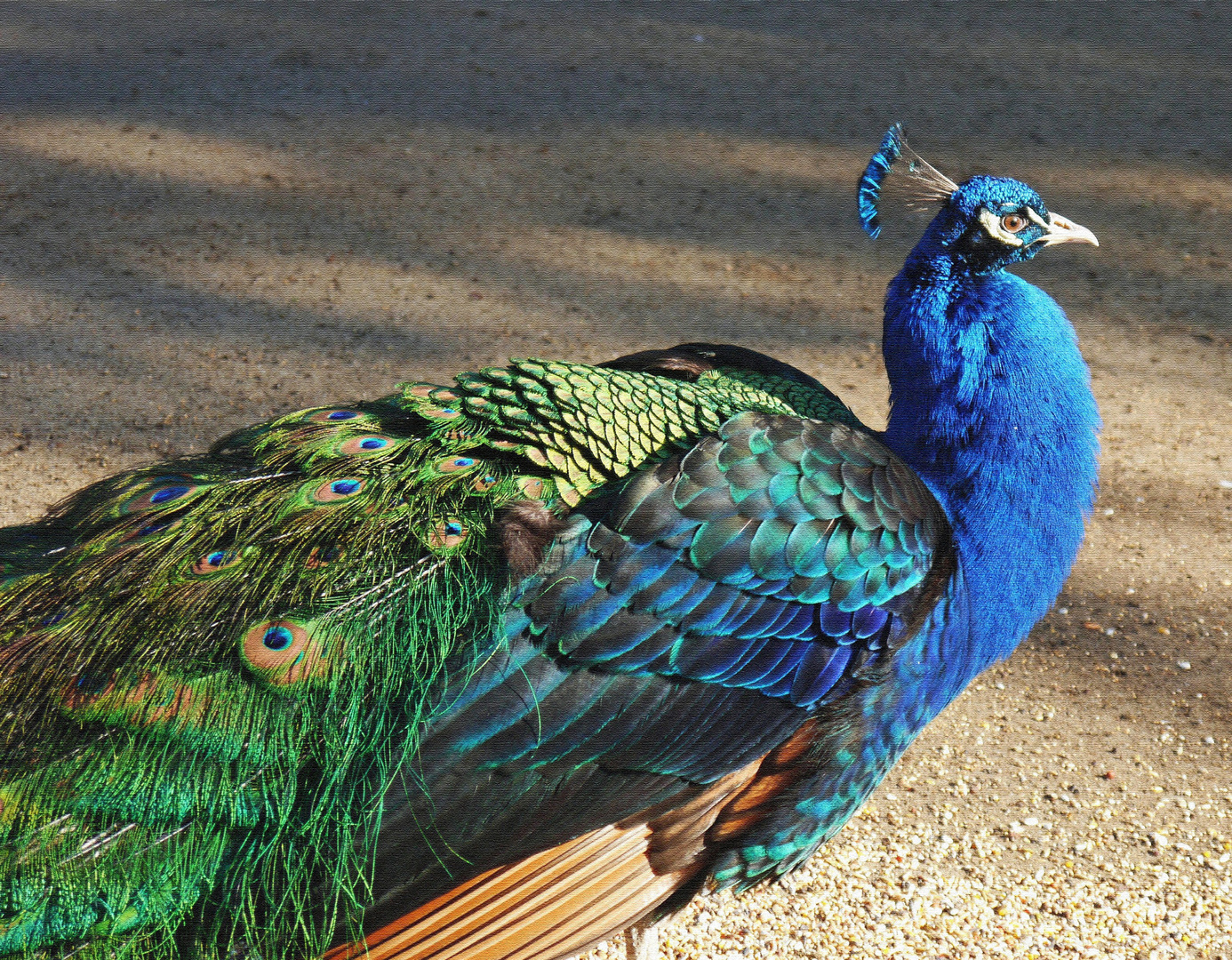 Zu Besuch auf der Pfaueninsel