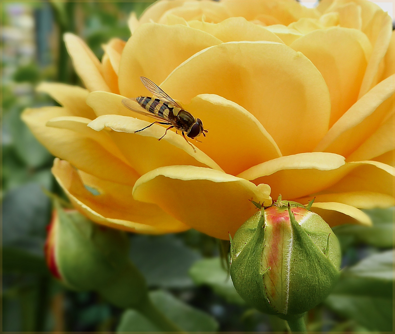 Zu Besuch auf der Rose