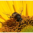 Zu Besuch auf der Sonnenblume