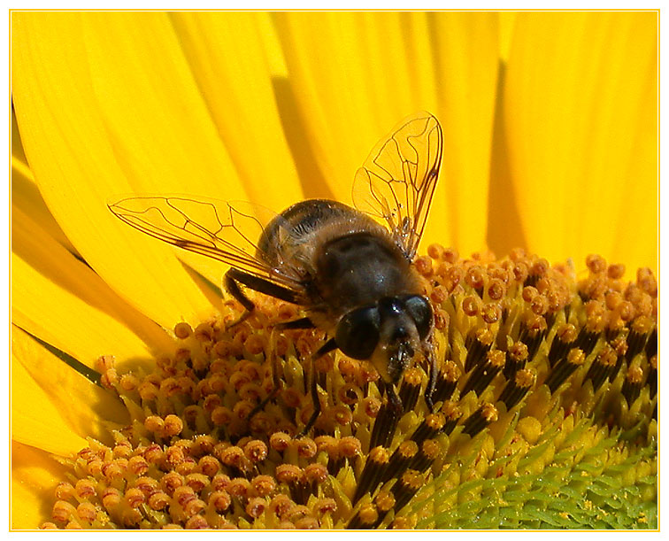 Zu Besuch auf der Sonnenblume