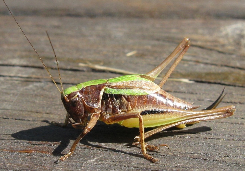 Zu Besuch auf der Veranda