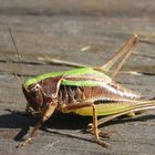 Zu Besuch auf der Veranda