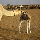 Zu Besuch auf einer Kamelfarm in Dubais Wüste während einer Wüstensafari