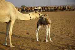 Zu Besuch auf einer Kamelfarm in Dubais Wüste während einer Wüstensafari