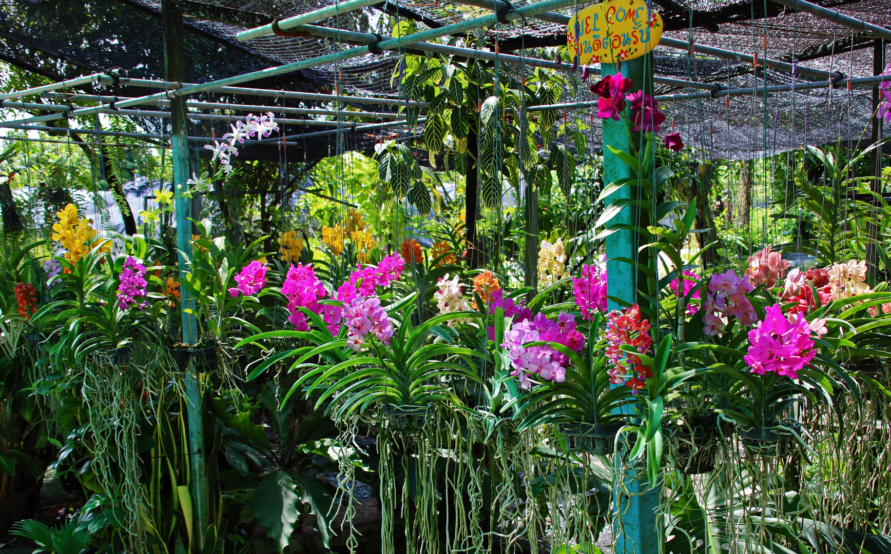 Zu Besuch auf einer Orchideenfarm in der Nähe des Khlong Lat Mayong Floating Markets