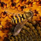 Zu Besuch auf einer Sonnenblume