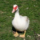 zu Besuch bei "Alfred J. Quack"