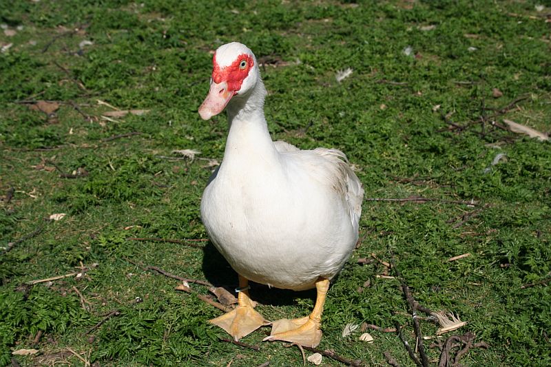 zu Besuch bei "Alfred J. Quack"