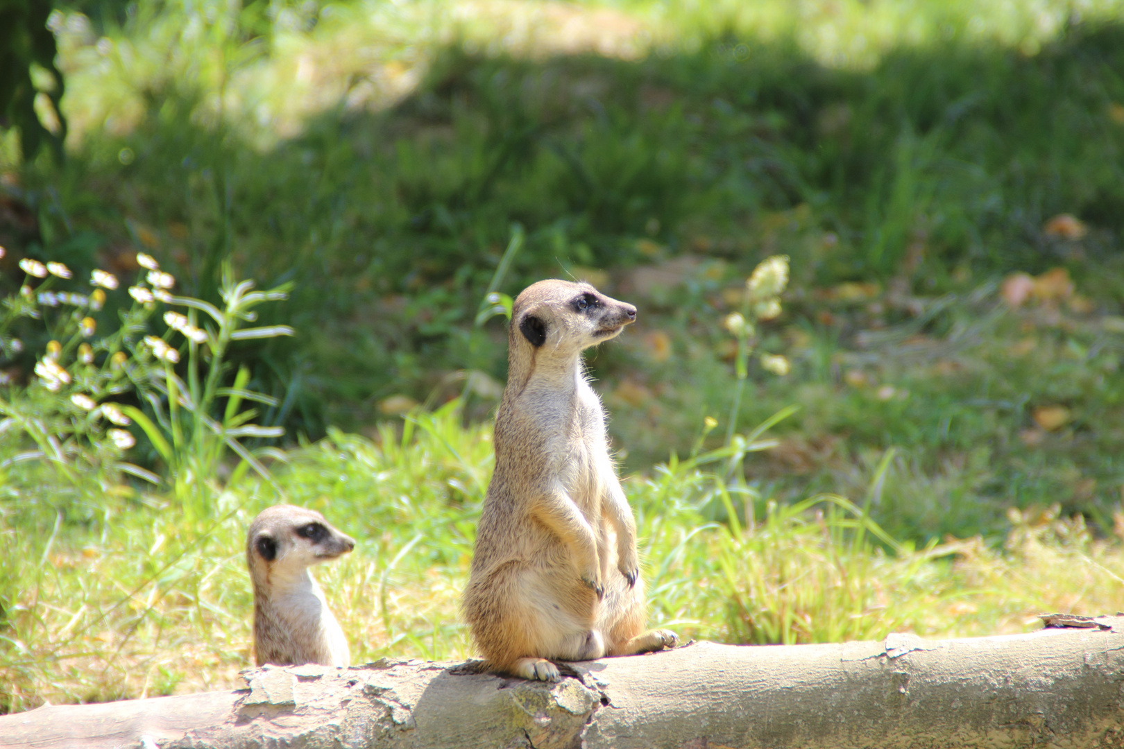 Zu Besuch bei den Erdmanns