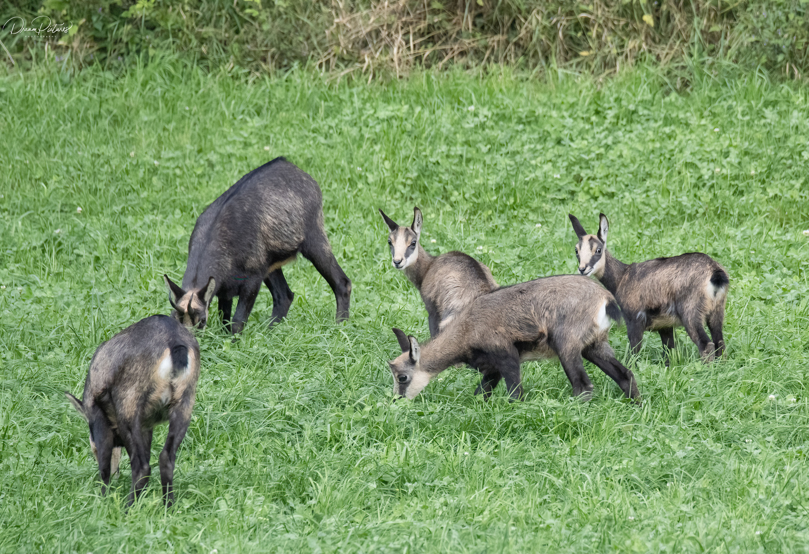 Zu Besuch bei den Gamskitz - Wildlife 